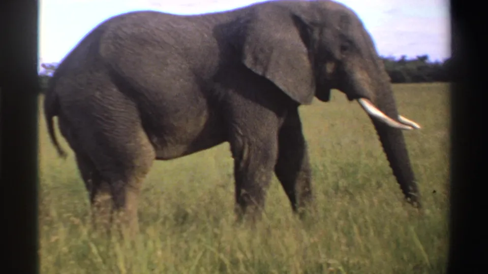 1969 Nigeria 8mm frame showing the elephant continuing through tall grass, with soft handheld focus and a distant dark tree line.