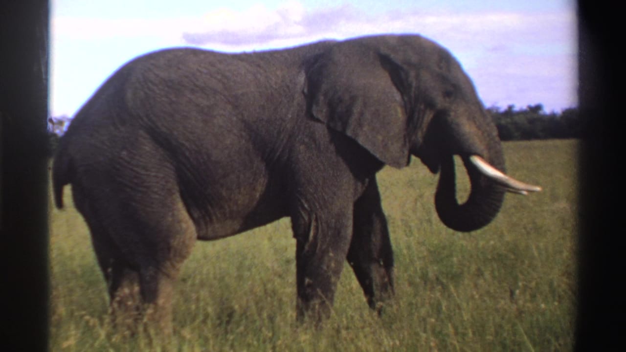 1969 Nigeria 8mm frame of a lone elephant in grassland with its trunk curled upward near its tusks.