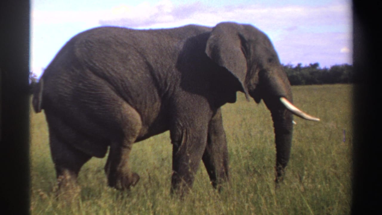 Large gray elephant with long tusks walking through tall grass under a bright sky.