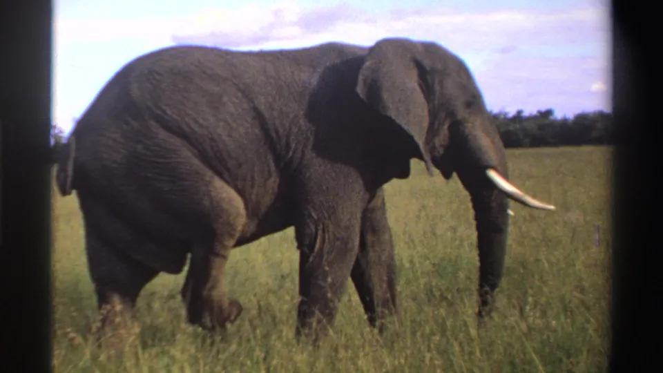 In Nigeria, 1969, a large gray elephant with long tusks walks across tall savanna grass beneath a bright, lightly clouded sky.