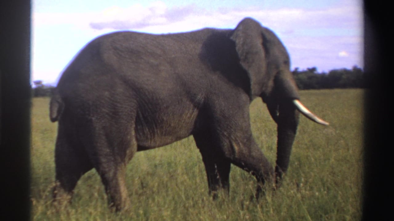 A side view shows the 1969 Nigeria elephant continuing through sunlit savanna grass, with tusks, trunk, and a distant tree line visible.
