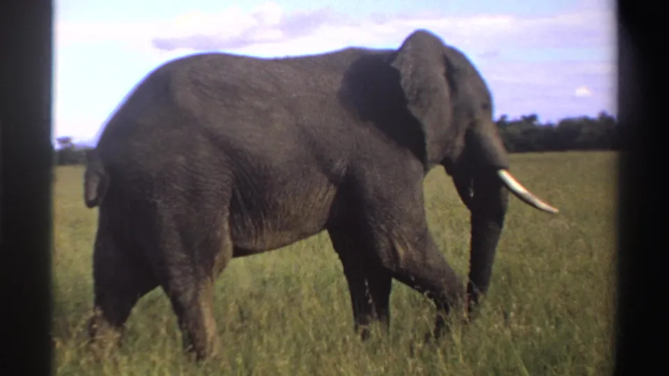 A side view shows the 1969 Nigeria elephant continuing through sunlit savanna grass, with tusks, trunk, and a distant tree line visible.