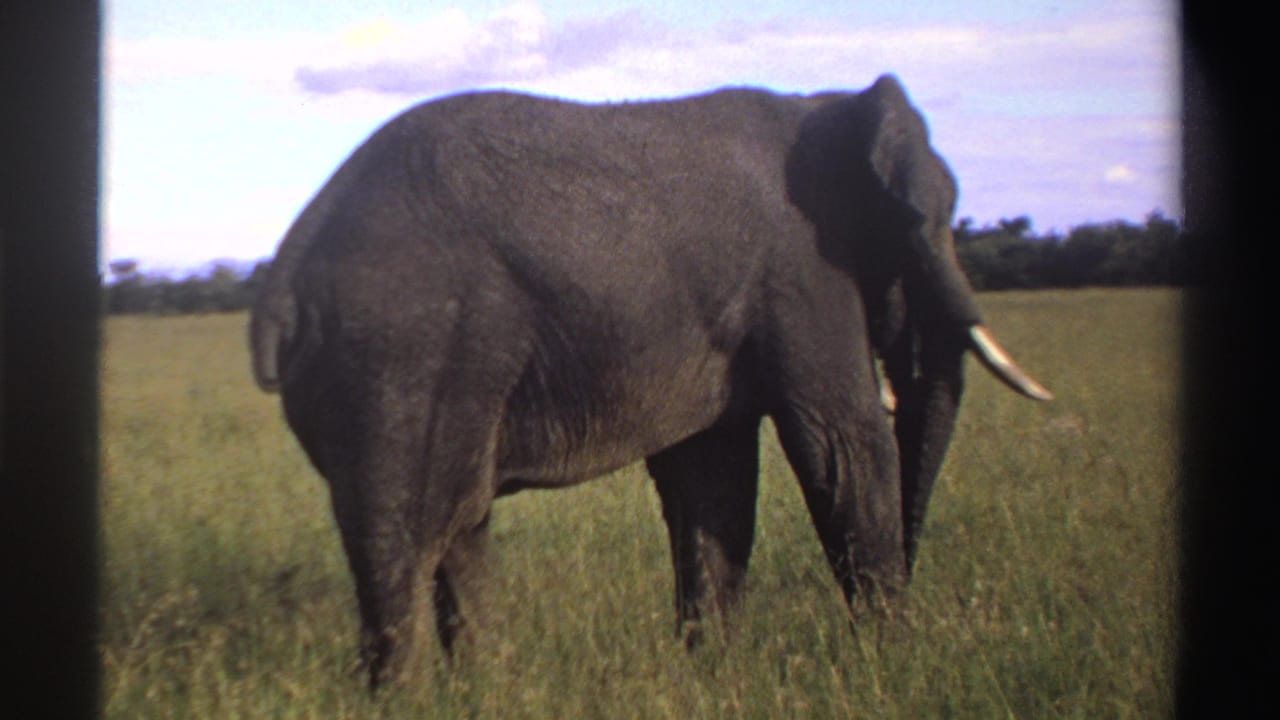 The elephant is partly turned away in the Nigeria 1969 savanna scene, its body, ear, tusk, and legs visible amid tall grass.
