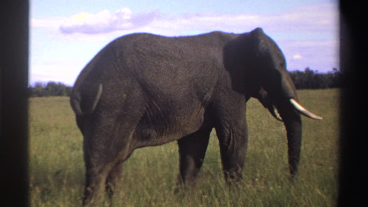 Near the end of the 1969 Nigeria clip, the elephant moves through tall grass with its tusk and trunk visible, bordered by dark 8mm frame edges.