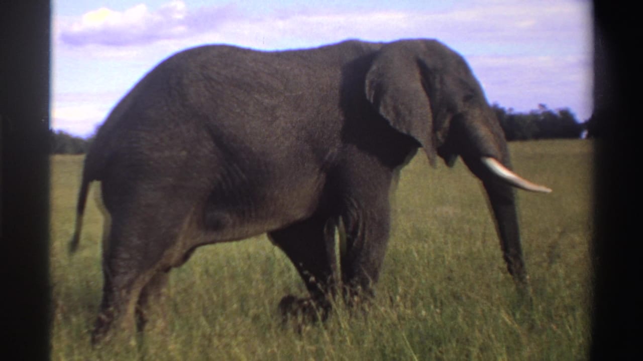 Tusked elephant walking through tall grass with a distant treeline and pale sky.