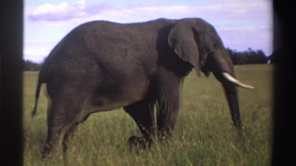 1969 Nigeria 8mm frame showing a tusked elephant moving left to right through tall savanna grass.