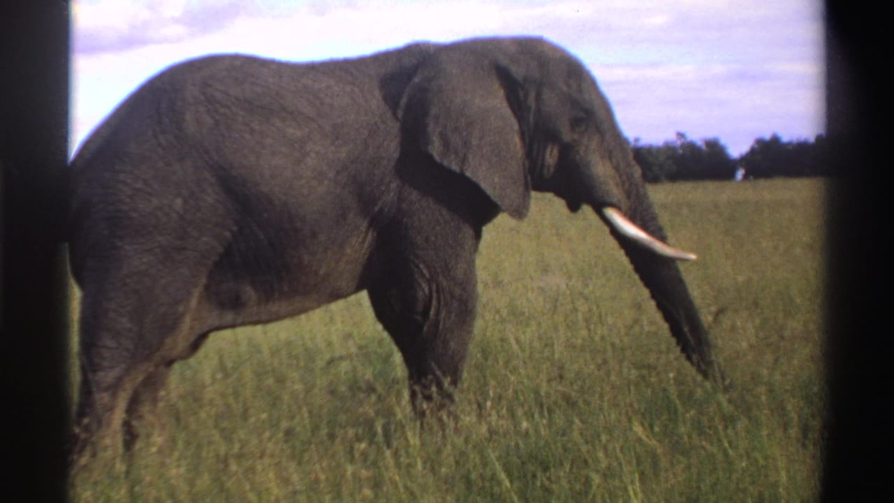 Elephant in profile walking through grass, with one tusk prominent and trees behind.