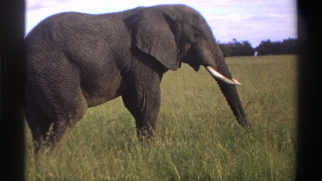 1969 Nigeria 8mm frame with a closer side view of the elephant moving through tall grass.