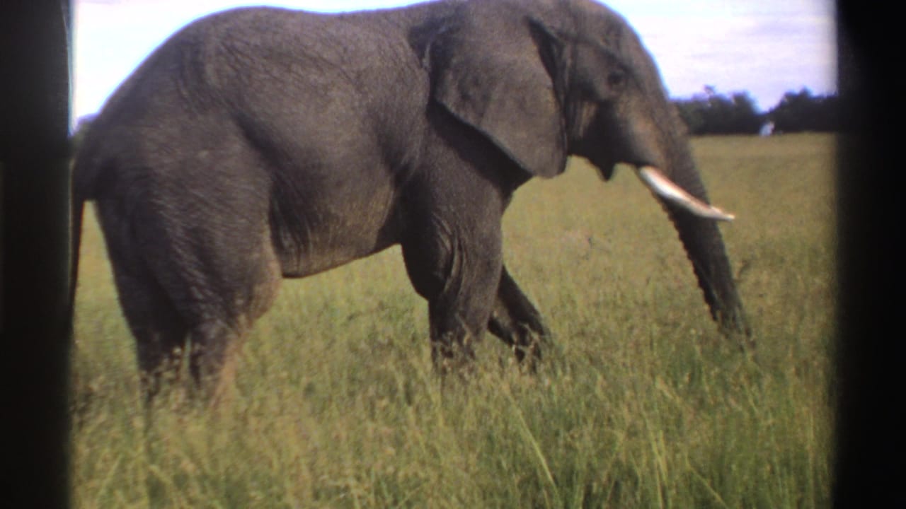 1969 Nigeria wildlife frame showing a tusked elephant stepping through sunlit savanna grass.