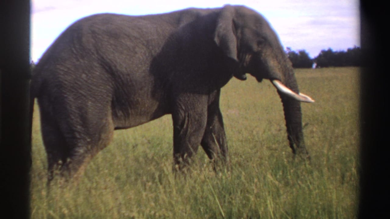 Tusked elephant walking through tall grass with a distant tree line behind it.