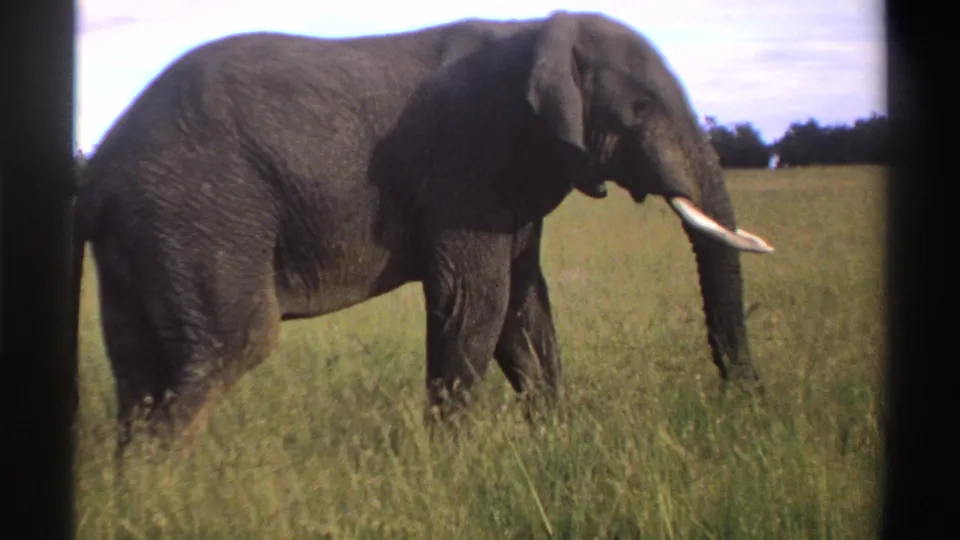 A tusked elephant moves through tall grass in Nigeria, shown in 1969 8mm home-movie footage.