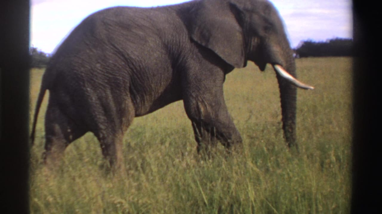 Profile view of a tusked elephant crossing tall grass in the supplied 1969 Nigeria wildlife footage.