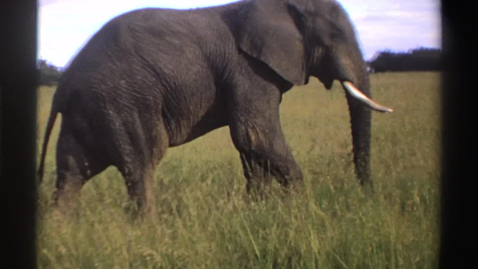 Profile view of a tusked elephant crossing tall grass in the supplied 1969 Nigeria wildlife footage.