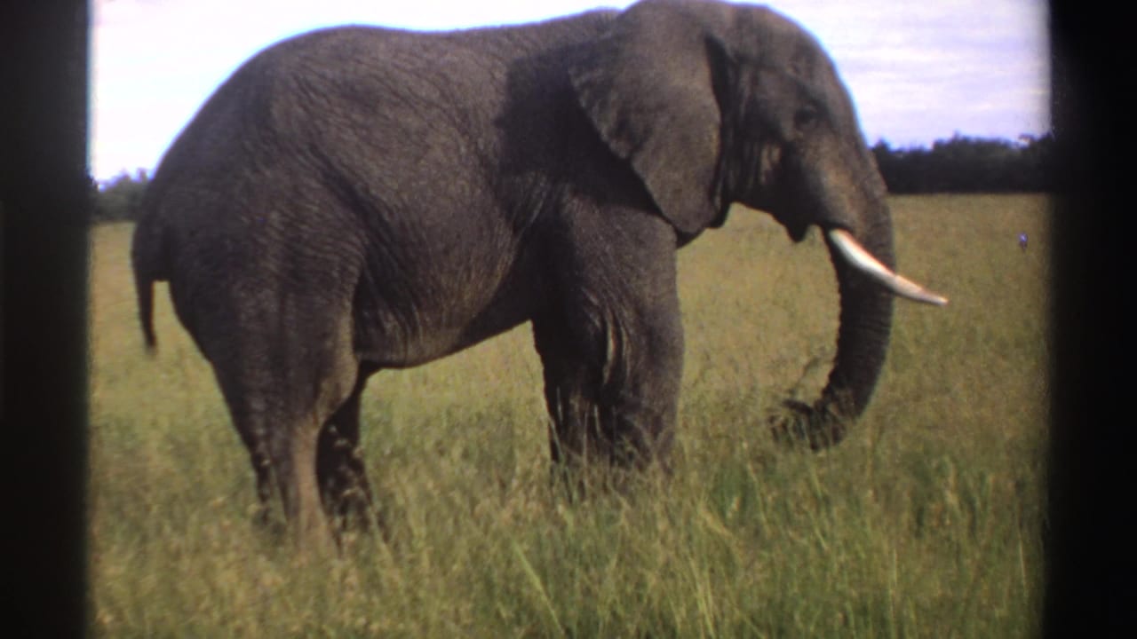 Closer 8mm frame of a tusked elephant with its trunk lowered among tall grass in Nigeria.