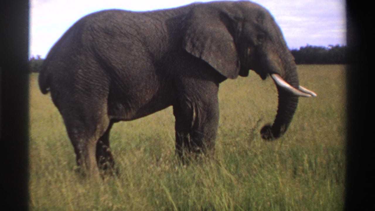 A tusked elephant walks through grass with its trunk curled slightly, in 1969 Nigeria 8mm footage.
