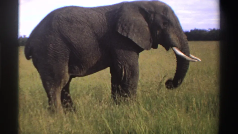 A tusked elephant walks through grass with its trunk curled slightly, in 1969 Nigeria 8mm footage.