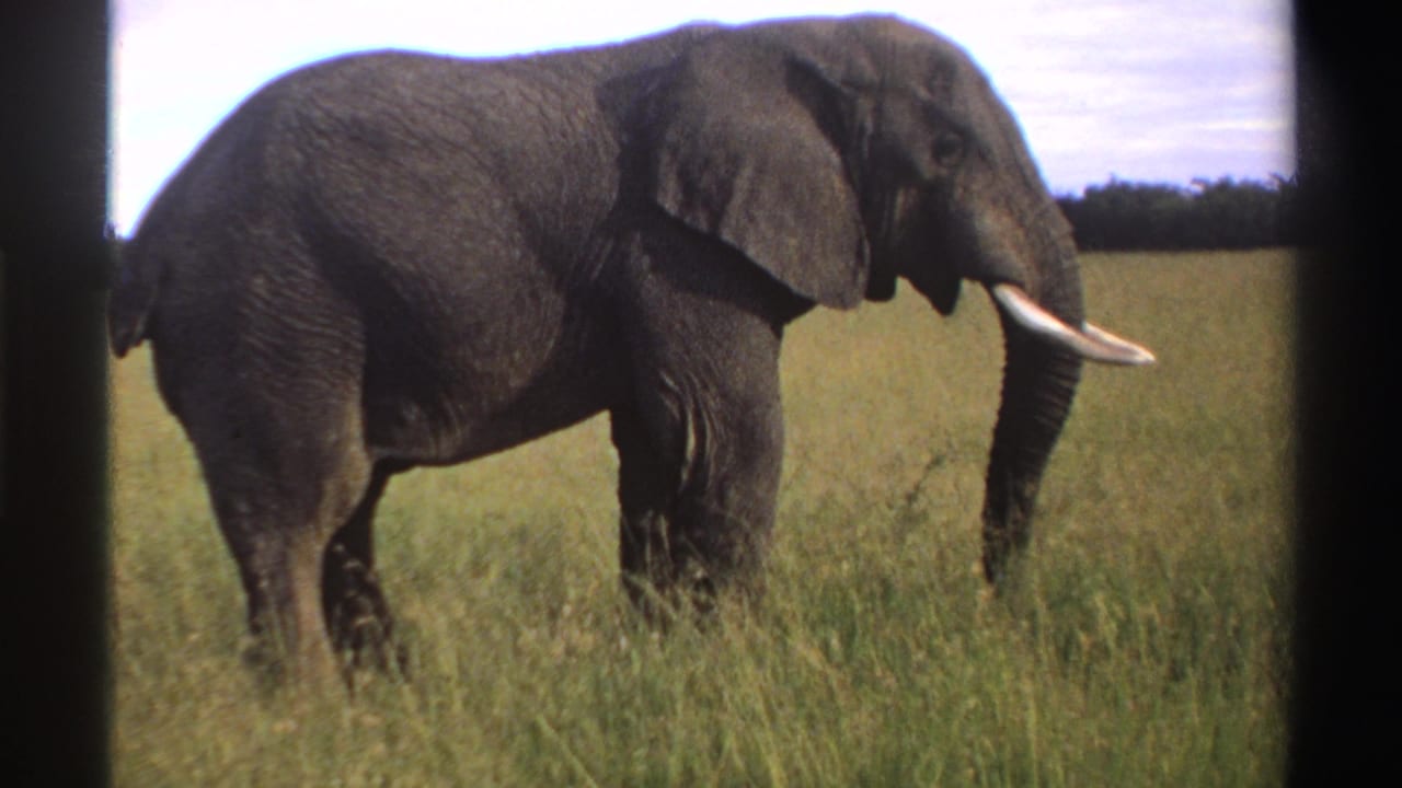 Side view of an African elephant standing in tall grass with tusks visible.