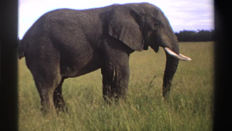 1969 Nigeria 8mm frame showing an African elephant in profile, standing in tall grass with tusks and trunk visible.