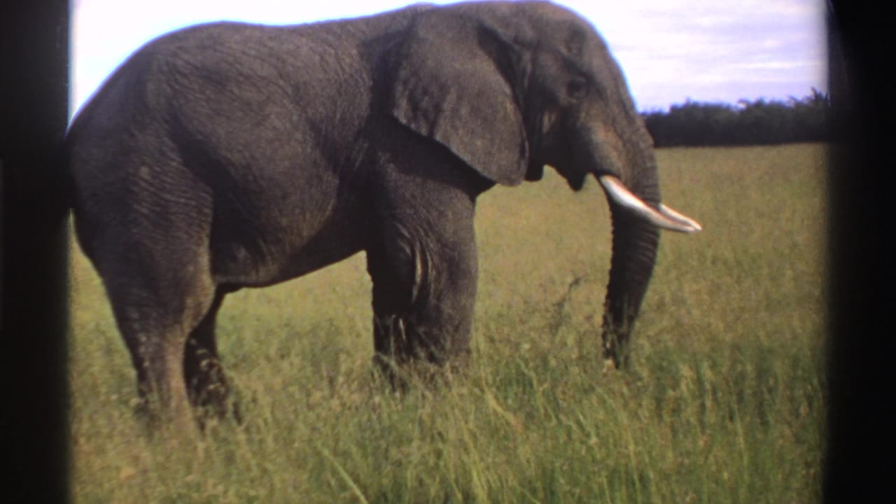 1969 Nigeria 8mm frame of an African elephant standing side-on in open grassland with tusks and large ear visible.
