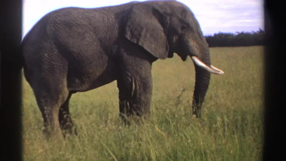 1969 Nigeria 8mm frame of an African elephant standing side-on in open grassland with tusks and large ear visible.
