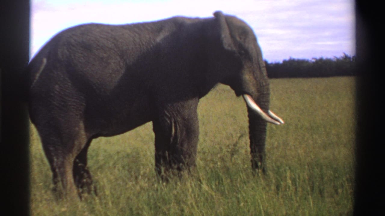 1969 Nigeria 8mm frame with a side view of an African elephant in tall grass, darker from exposure shift or shadow.
