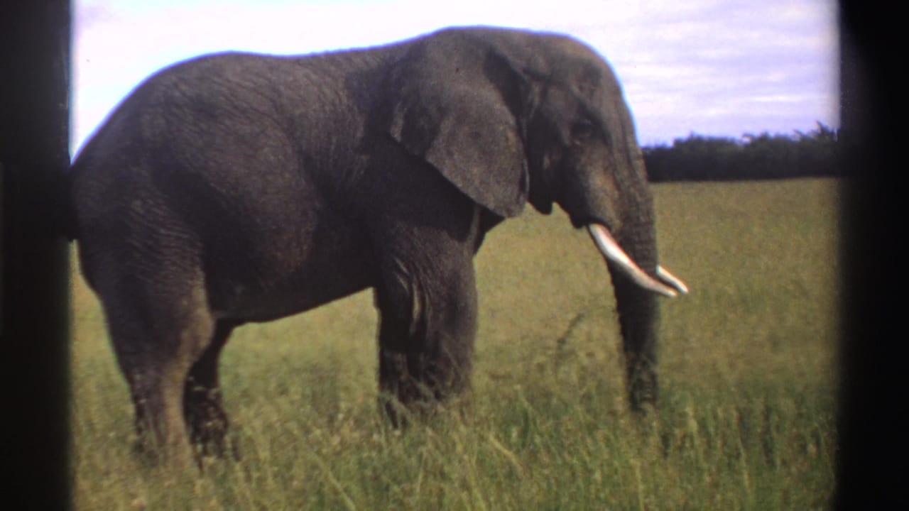 1969 Nigeria 8mm frame showing the elephant still in profile, its tusks bright against the grassland background.