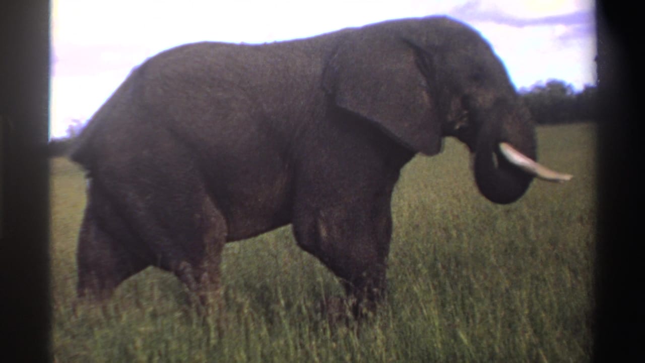 Tusked elephant walking through tall grass with a bright sky behind it.
