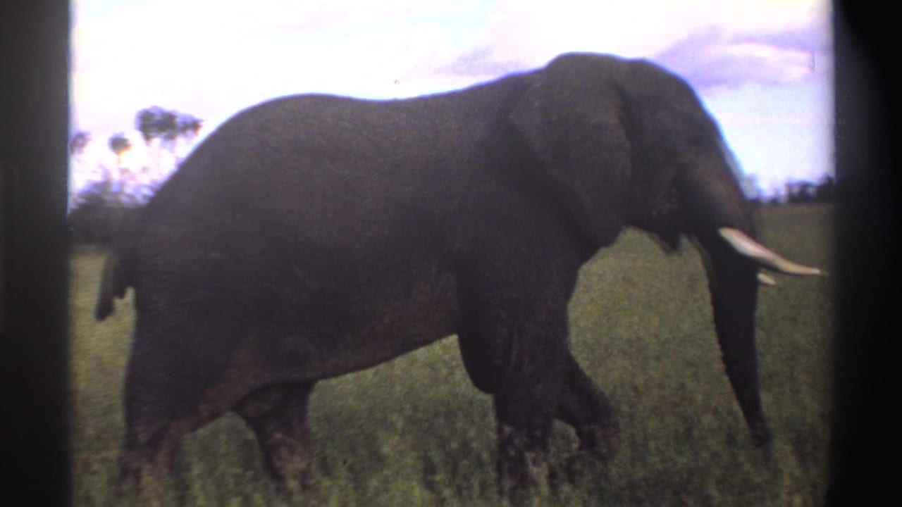 Side-view 8mm frame of an African elephant walking through Nigerian savanna grass, with dark film borders visible.