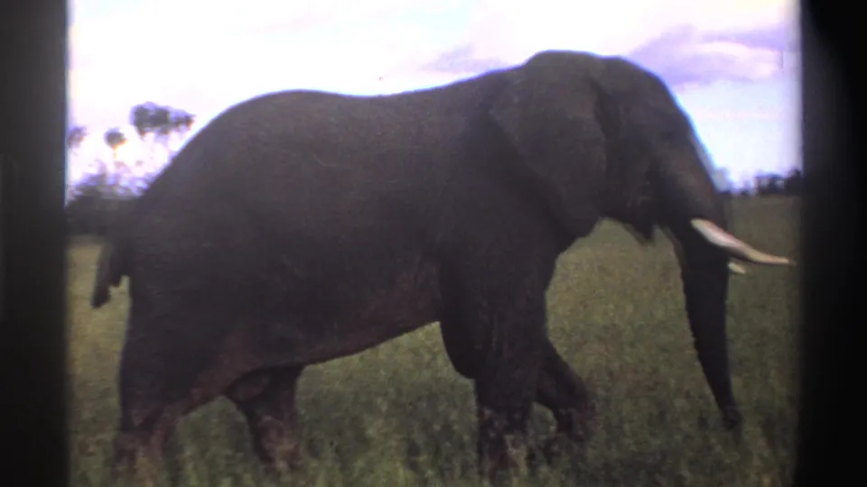 Side-view 8mm frame of an African elephant walking through Nigerian savanna grass, with dark film borders visible.