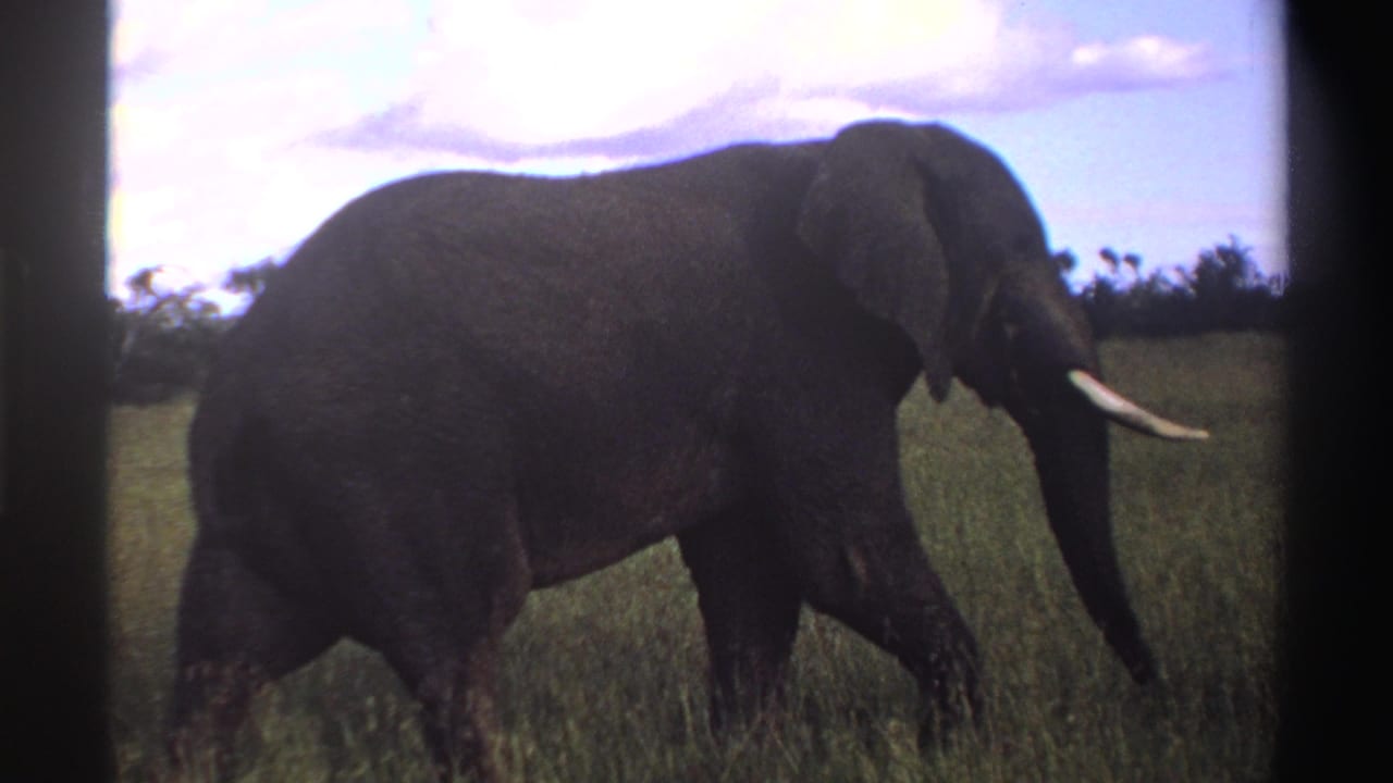 1969 Nigeria home-movie frame showing a tusked elephant passing through tall grass, slightly underexposed against the sky.