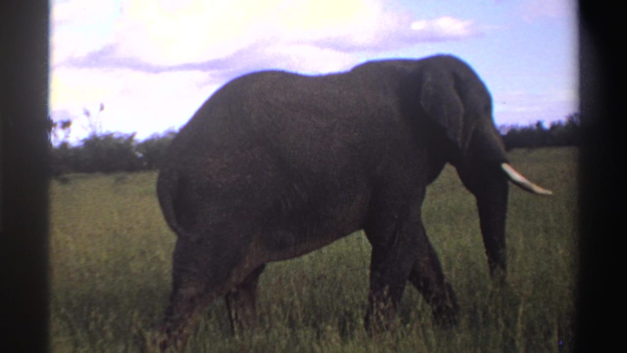 Final 8mm frame of the elephant moving rightward across Nigerian savanna grass beneath a bright, clouded sky.