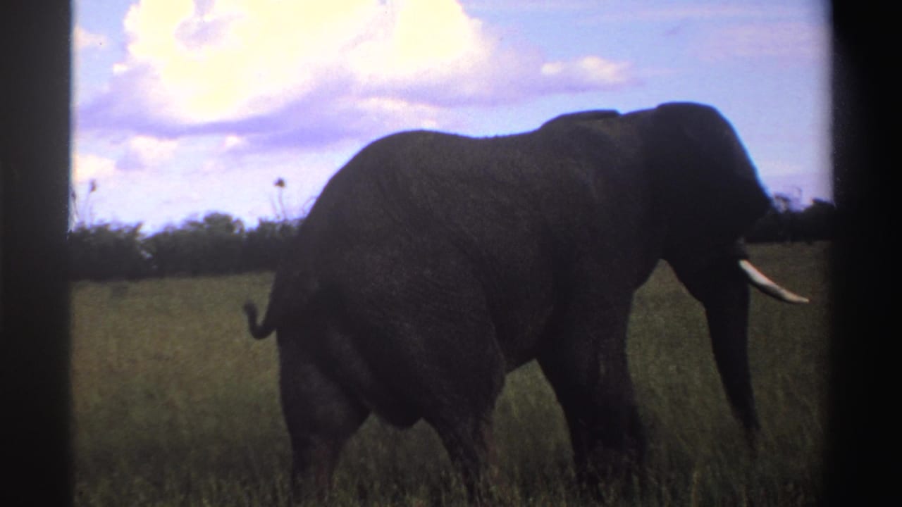 Elephant in side profile walking through tall grass under a cloudy blue sky.