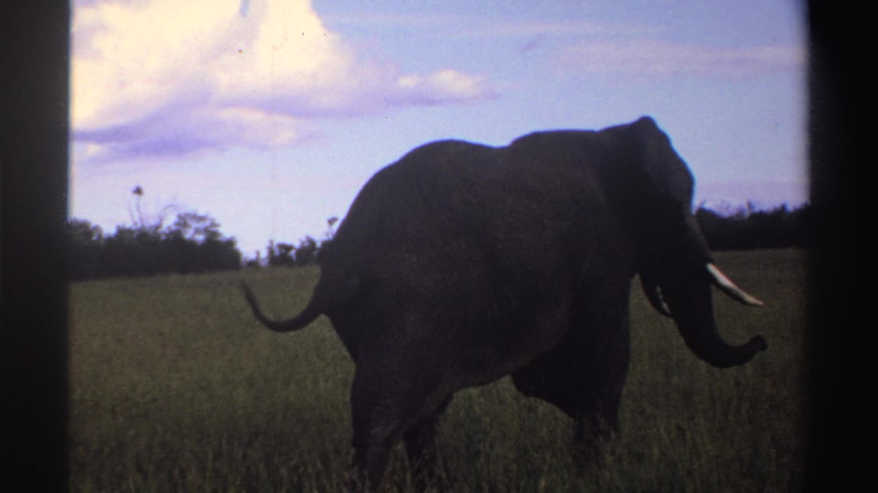 African elephant continues through tall grass in Nigeria, 1969, with tusks and trunk visible against a pale sky.