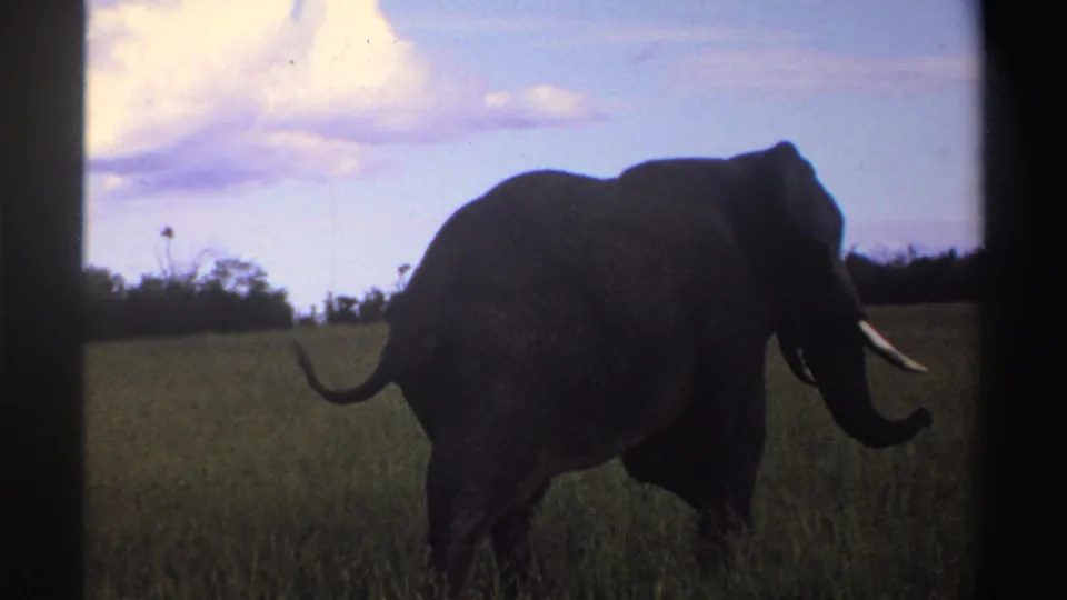 African elephant continues through tall grass in Nigeria, 1969, with tusks and trunk visible against a pale sky.