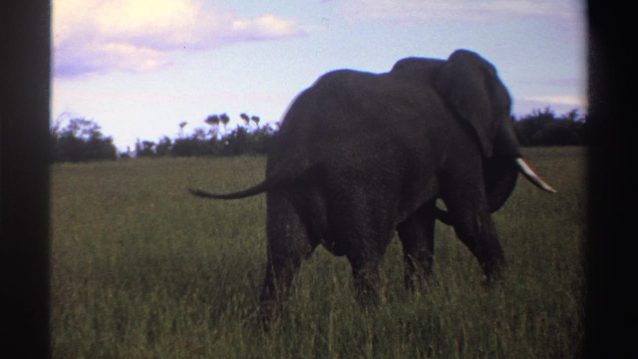 Rear-side view of an African elephant in Nigeria, 1969, walking through grass with one tusk visible and sky behind.