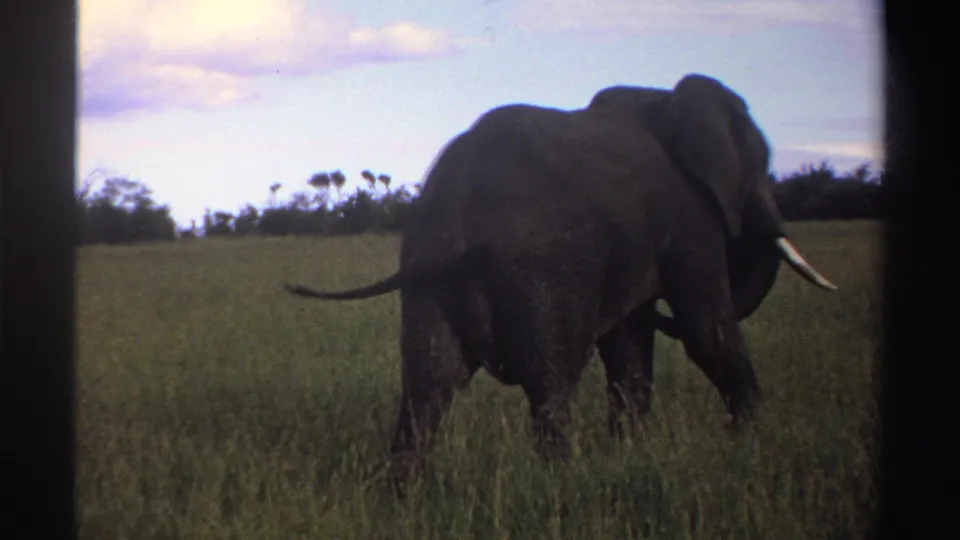 Rear-side view of an African elephant in Nigeria, 1969, walking through grass with one tusk visible and sky behind.