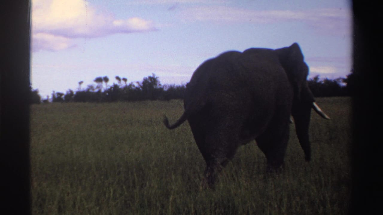 African elephant walks away through Nigerian grassland in 1969, partly silhouetted with tusk and tail visible.