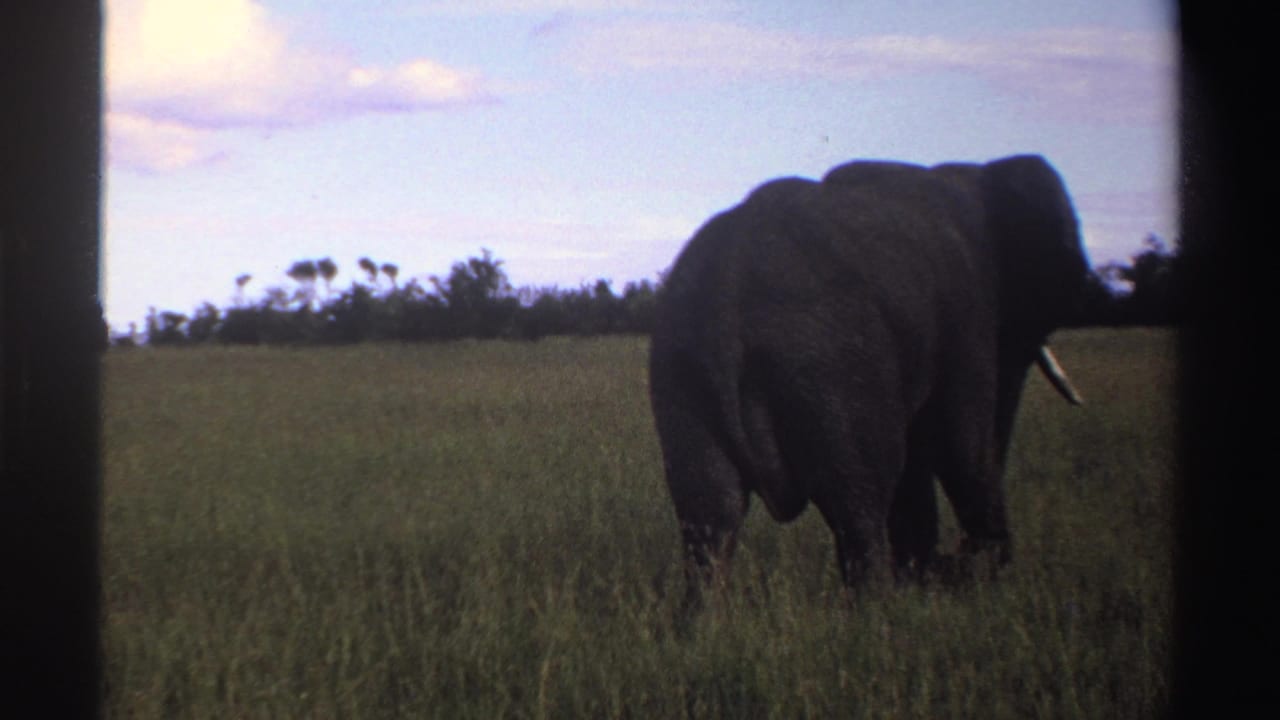 In supported 1969 Nigeria footage, a lone elephant walks away through tall green grass under scattered clouds.