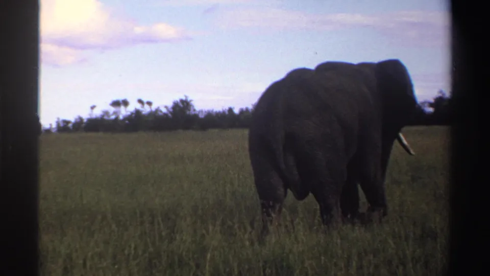 In supported 1969 Nigeria footage, a lone elephant walks away through tall green grass under scattered clouds.