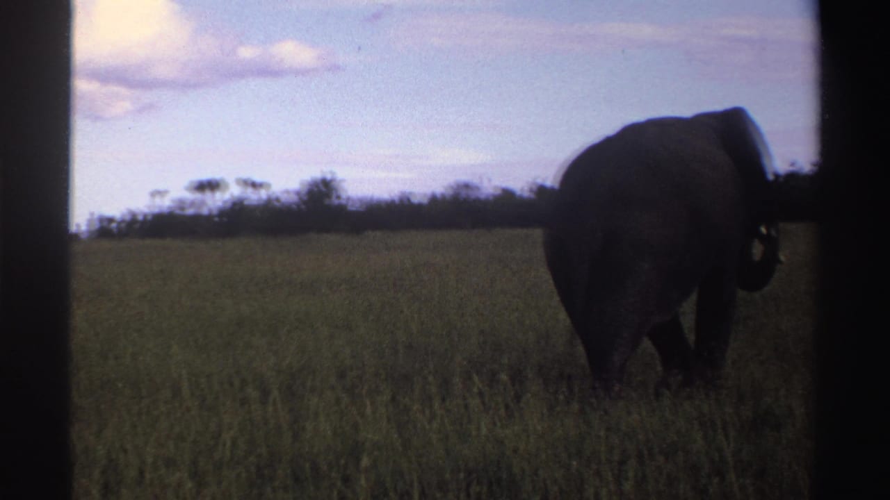 A lone elephant in the Nigeria 1969 clip walks through grass, partly silhouetted against the bright sky.