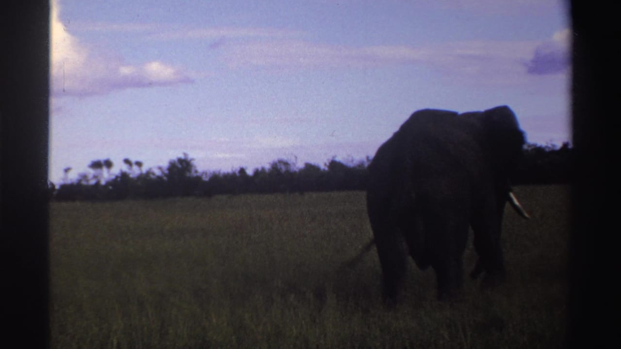 The elephant moves away across Nigerian grassland in a grainy 8mm frame with dark gate edges.
