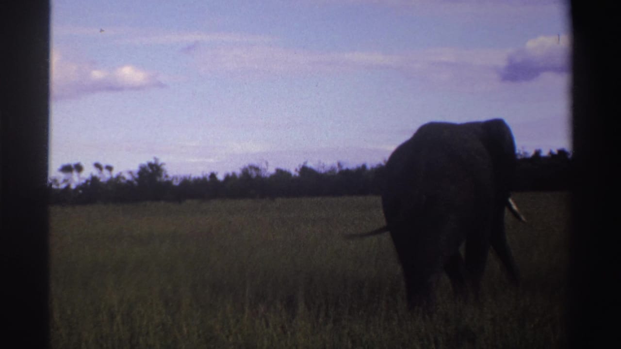A lone elephant nears the right edge of the 1969 Nigeria frame, its tusk visible against open grassland.