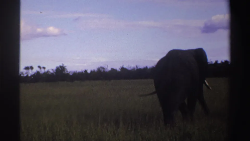 A lone elephant nears the right edge of the 1969 Nigeria frame, its tusk visible against open grassland.