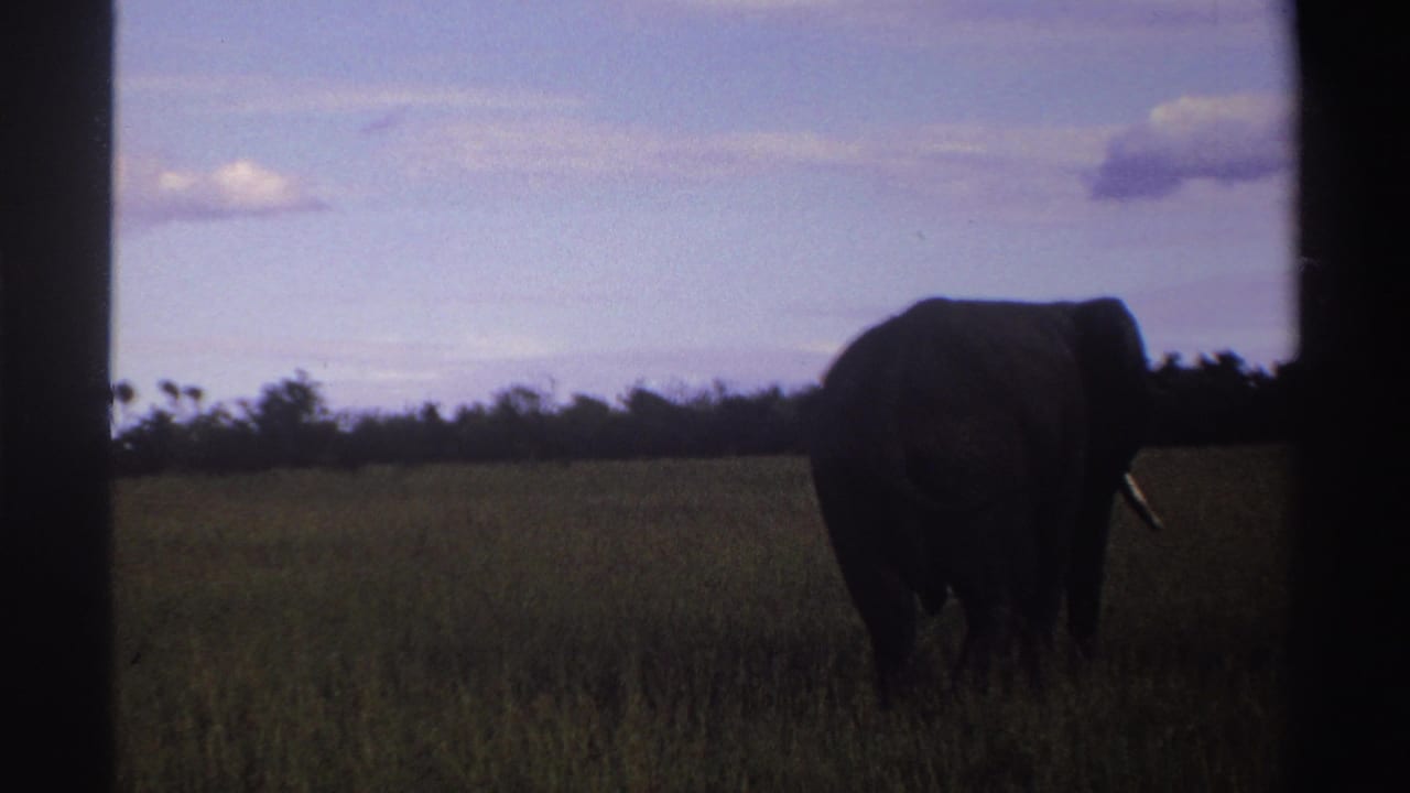 1969 Nigeria 8mm frame showing a distant elephant silhouette in grassland, bordered by dark film edges.
