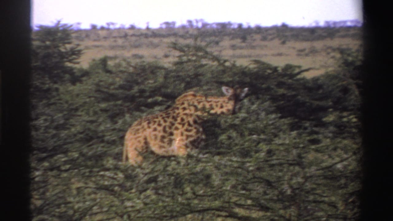 1969 Nigeria 8mm frame of a giraffe browsing in dense green shrubs with open savanna beyond.