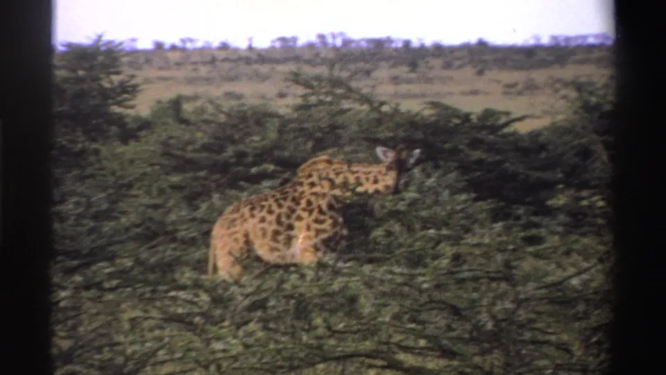 1969 Nigeria 8mm frame of a giraffe browsing in dense green shrubs with open savanna beyond.