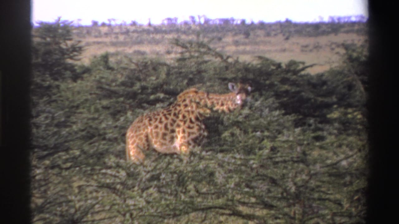 1969 Nigeria 8mm frame with a side view of a giraffe feeding from dense vegetation in open country.