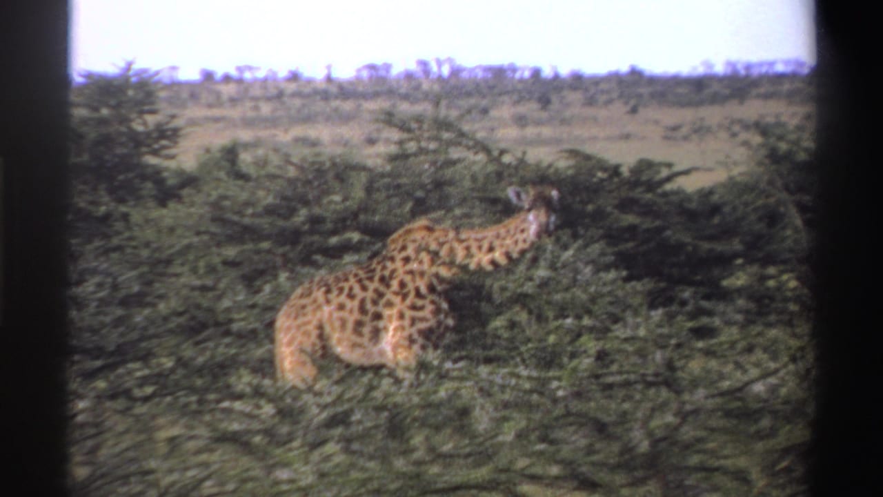 1969 Nigeria 8mm frame showing a giraffe extending its neck into shrubs across a broad savanna backdrop.