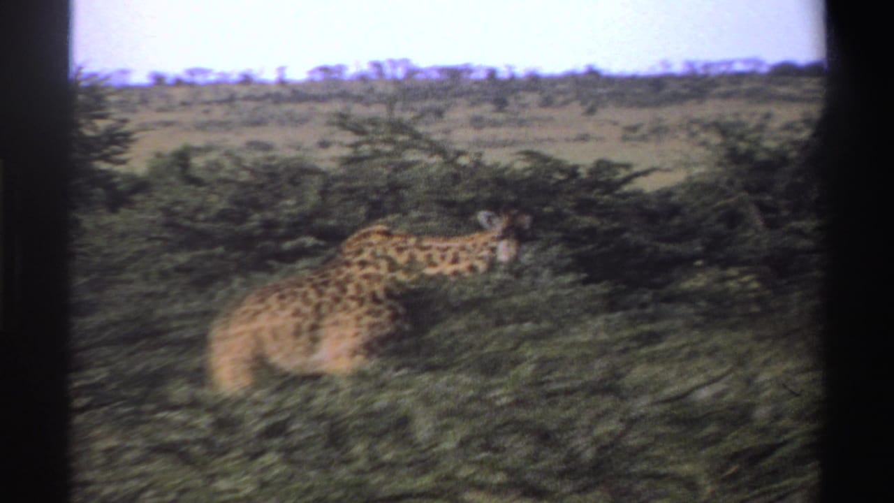 Giraffe browsing in dense green shrubs with open scrubland behind.