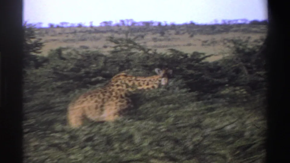 1969 Nigeria 8mm frame showing a giraffe partly hidden by green shrubs in an open savanna landscape.